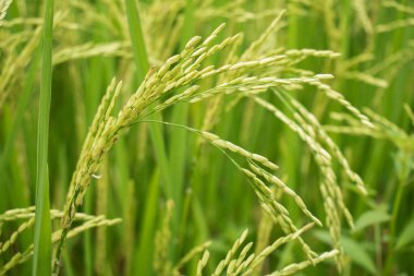 Bu görüntü tarladaki pirinç bitkisinin detaylı bir görüntüsünü yakalıyor, olgunlaştıkça tahıl başları sarkıyor. Pirinç tanelerinin yumuşak yeşil rengi canlı yapraklarla çelişiyor..