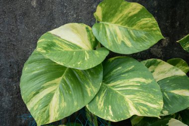 Bu fotoğraf, kremsi sarı çeşitlilikte büyük yeşil yapraklı büyük bir para fabrikasının yakın çekimini gösteriyor. yeşil ve soluk sarı tonların çekici karışımı.