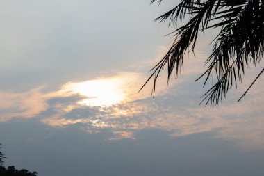 Alacakaranlıkta güzel bir gökyüzü, ince bulutlar tarafından kısmen gizlenmiş altın bir güneş. Ön plandaki palmiye yapraklarının silueti tropikal bir dokunuş ekler..