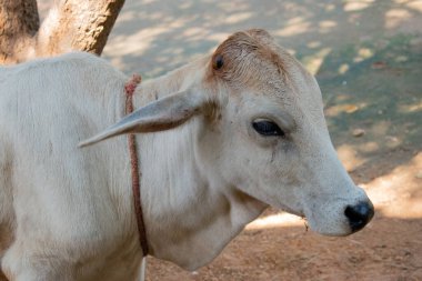 Açık renkli bir buzağıya ait yumuşak bir yüzün yakın plan fotoğrafı, boynunda gevşek bir ip var. Doğal ışık, yumuşak gölgelerin arasından süzülür. Topraksı arka plan.
