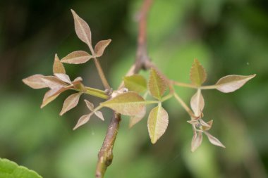 Narin yeni yaprakları olan genç bir bitkinin yakın çekim görüntüsü, yumuşak ışıkla çekilen ve ince dokusunu ve rengini vurgulayan. Bulanık, doğal yeşil arkaplan.