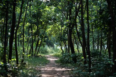 Bu fotoğraf, yemyeşil ağaçlardan oluşan yoğun bir gölgeyle gölgelenmiş sakin bir orman yolunu yakalar. Güneş ışığı yaprakların arasından süzülür, aşağıdaki topraksı yolda sönük bir ışık yayar..
