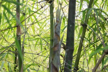 Canlı yeşil yaprakları ve üst üste binen sapları gösteren bir bambu koruluğunun yakın plan perspektifi. Resim dalların ve yaprakların oluşturduğu karmaşık desenleri vurguluyor, doğal bir doku görünümü yaratıyor..