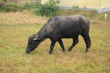Tarlada otlanan bir bufalonun yakın plan fotoğrafı. Siyah bir bufalo otlakta huzur içinde otlarken görülüyor. Arka planda çalılar ve sarı bir bina var..
