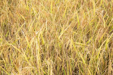 Altın Hasat Olgun Pirincinin yakın çekimi. Bu fotoğraf, çeltik tarlasında yetişmiş yarış bitkilerinin yakın çekimini gösteriyor. Altın sapları hasat için hazır..