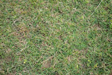 Bir çim çimenliğinin yakın plan fotoğrafı. Yeşil yapraklar, kurumuş saplar ve küçük yabani otların karışımından oluşan çimlerin detaylı bir görüntüsü. Çimlerin dokulu ve doğal çeşitliliği doğal bir çimenliği işaret ediyor..