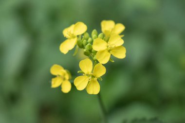 Yumuşak yeşil arka planda parlak sarı hardal çiçeklerinin canlı yakın plan fotoğrafı. Hassas yapraklarını ve karmaşık ayrıntılarını yakalıyor..