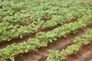 Düzgün sıralanmış, yeşil yapraklı patates bitkilerinin yetiştiği bir tarla. Toprak iyi hazırlanmış ve ideal büyüme için korunmuş görünüyor..
