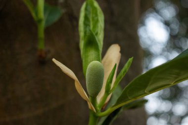 A detailed close-up of a young jackfruit bud attached to its stem, surrounded by fresh green leaves and dried floral remnants. The image captures the delicate early stage of growth. clipart