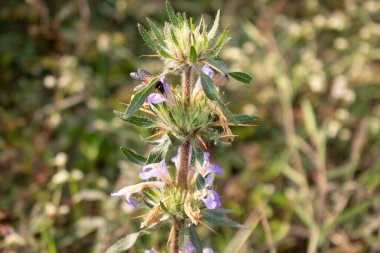 Kule khara bitkisinin (Hygrophila auriculate) ayrıntılı bir fotoğrafı, dikenli yaprakları, ince saç benzeri dokusu ve küçük menekşe çiçekleri sergilenmektedir. Bu dayanıklı bitki tıbbi özellikleriyle bilinir..