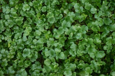 Kişniş yapraklarından yemyeşil bir bölge (Hintçe 'de Dhaniya Patta olarak bilinir), canlı ve taze görünümlerini gösterir. Kişniş yaprakları çeşitli mutfakları tatlandırmak için yaygın olarak kullanılır..