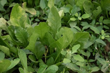 Ispanağın (palak) canlı ve gür yaprakları. Görüntü, demir, kalsiyum ve vitamin gibi zengin besin değerleri için yemek pişirmede kullanılan sağlıklı, geniş ve yeşil yapraklar. Çorba, köri ve salata için ideal..