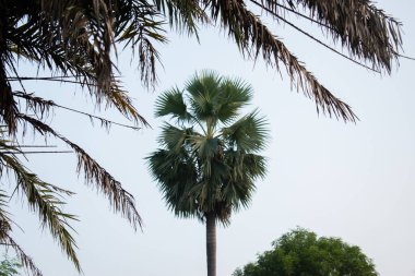 Açık mavi gökyüzüne karşı çekilen sakin bir palmiye manzarası, karmaşık yaprak desenlerini ve doğal zarafetlerini vurguluyor. Kompozisyon yemyeşil ve yaprakların yumuşak salınımını vurguluyor..