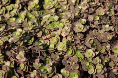 Üzerinde yeşil ve mor renkler olan yapraklar bulunan kompakt, üst üste binen bir bitkinin detaylı bir görüntüsü, karmaşık doğal desenlerini gözler önüne seriyor..