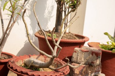 Terracotta tenceresinde güneş ışığına maruz kalmış hareketsiz bir bonsai. Dallar boş, diğer saksı bitkileri ve tuğlalarla çevrili bir dinlenme ya da budanma dönemi olduğunu gösteriyor..