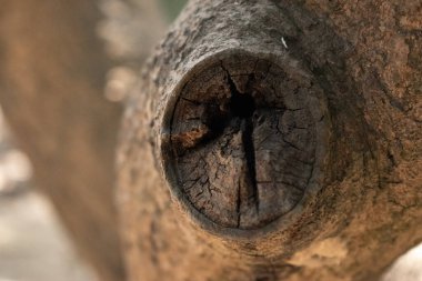  Kesik bir ağaç dalının yakın plan çekimi yüzeyindeki karmaşık çatlakları ve dokuları ortaya çıkarıyor. Merkezi oyuk ve radyal çatlaklar göze benzeyen organik bir desen oluşturuyor..