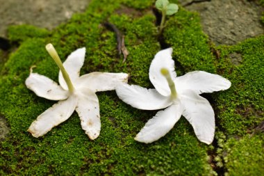 Bu fotoğraf iki narin yasemin çiçeğini yeşil yosun yatağında dinlenirken yakalıyor. Yumuşak yapraklar, hafifçe solmuş ve toprakla karıncalanmış, titrek yosunlu arka plana karşı güzelce kontrastlanmış..