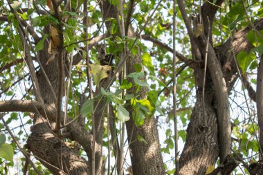 Ağaç dalları ve yeşil yapraklardan oluşan karmaşık bir ağın yakın plan görüntüsü yoğun bir gölgelik oluşturuyor. Güneş ışığı boşluklardan süzülerek doğal bir ışık ve gölge oyunu yaratır..