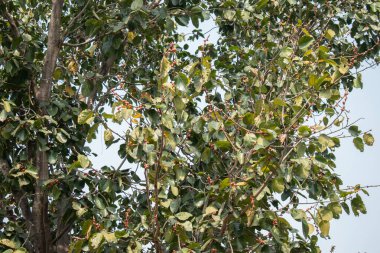 Yoğun yeşil yaprakları ve küçük kırmızı meyveleriyle bir banyan ağacının gölgesinin canlı görüntüsü. Dallar geniş bir alana yayılarak yemyeşil bir ağ oluşturdu. Doğal ışık yaprakların arasından süzülüyor..