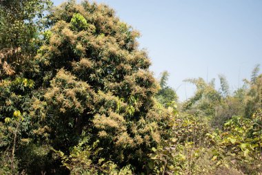 This photograph captures a lush mango tree in full bloom, surrounded by dense vegetation. The tree is adorned with numerous flowering panicles, indicating the onset of the mango-growing season. The bright blue sky in the background. clipart