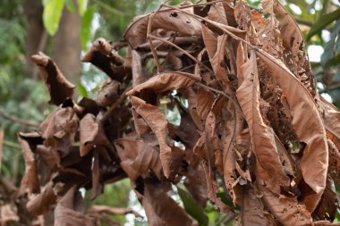 Dallarına yapışan kurumuş, kahverengi yaprakların yakın çekim görüntüsü. Bukleli yaprakların ince damarları ve küçük delikleriyle karmaşık detayları yaşamın doğal döngüsünü ve çürümeyi vurgular..