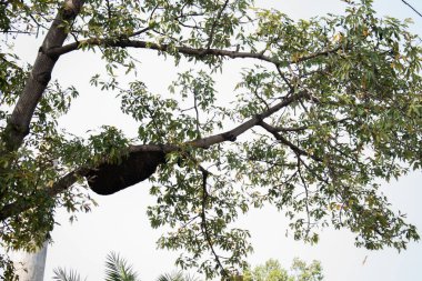 Bu fotoğraf, yemyeşil yapraklarla çevrili bir ağacın dallarında yuva yapmış bir arı kovanını yakalıyor. Kovan doğal çevresine karışıyor, bir vasiyet zanaatkarlığı ve ekosistemin korunmasında hayati rol oynuyor..