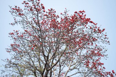 Bloom 'daki İpek Pamuk Ağacı' nın yakın çekim görüntüsü. Çıplak dallarına dağılmış çarpıcı kırmızı çiçekleri ile İpek Pamuk ağacının büyüleyici bir görüntüsü. Parlak çiçekler berrak mavi gökyüzüne karşı duruyor..