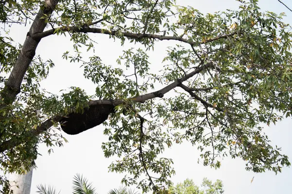 Bu fotoğraf, yemyeşil yapraklarla çevrili bir ağacın dallarında yuva yapmış bir arı kovanını yakalıyor. Kovan doğal çevresine karışıyor, bir vasiyet zanaatkarlığı ve ekosistemin korunmasında hayati rol oynuyor..