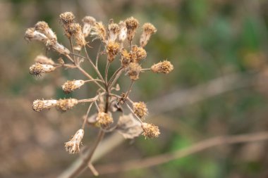 Kurumuş bir kır çiçeğinin yakın çekimi, bir zamanlar canlı olan çiçekleri şimdi solmuş. Kırılgan taç yapraklarının ve gövdelerinin karmaşık ayrıntıları doğanın sessiz yaşam döngüsünün yeşil ve kahverengi renklerin bulanık arkaplanına karşı koyan güzelliğini yansıtır..