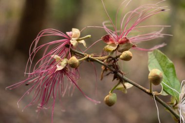 Merkezinden uzanan pembe iplikleri olan narin bir çiçeğin yakın çekimi. Kurumuş sepaller ve yükselen tomurcuklar kompozisyona yumuşacık bulanık bir arkaplan üzerine kurulmuş dokuyu ekler..