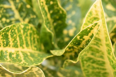 Canlı, çeşitli kroton yapraklarından oluşan yakın plan bir çekim. Karmaşık sarı ve yeşil desenlerini sergiliyorlar. Zengin dokular ve kalın zıtlıklar bitkinin doğal güzelliğini vurgular..