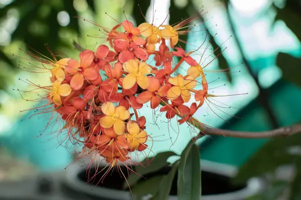 Saraca Indica (Ashoka) çiçeklerinden oluşan canlı bir küme, turuncu ve sarı renkte, zarif liflerle doğal gün ışığında yakalanmış..