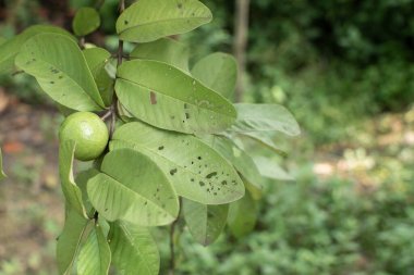 Ağaç dalında sallanan taze yeşil bir guava. Yapraklarında böcek ısırığı izleri var. Yeşillik, yeşil bir arka plan üzerine kurulmuş..