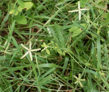 Yeşil yaprakların arasında eşsiz yıldız şeklindeki çiçek başlarının yer aldığı yabani otların yakın çekim görüntüsü doğal güzelliği ve vahşi bitki örtüsünün desenlerini gözler önüne seriyor..