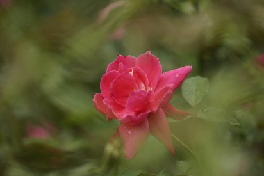 Bahçedeki güzel pembe gül çiçeği