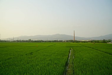 Sabah pirinç tarlası