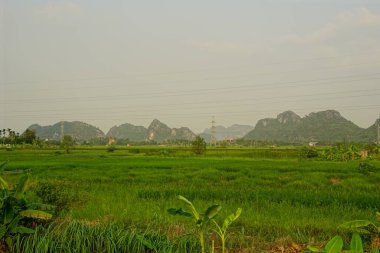 Yeşil pirinç tarlaları ve dağlarla kaplı bir arazi..