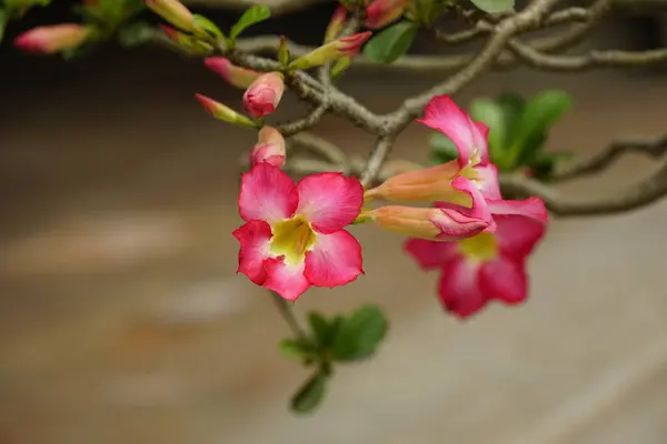 stock image beautiful pink flowers in the garden - Adenium arabicum