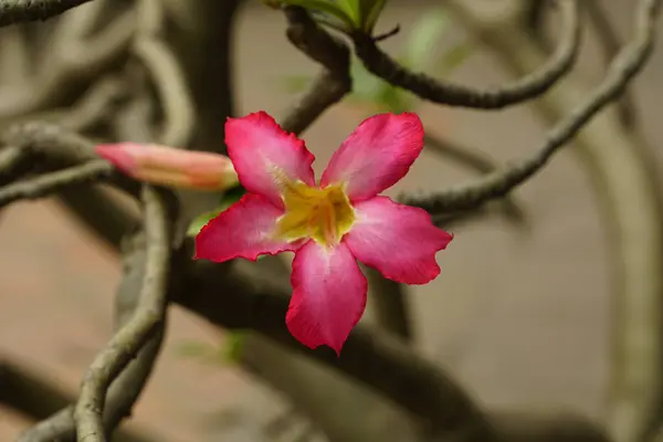 stock image beautiful botanical shot, natural wallpaper - Adenium arabicum