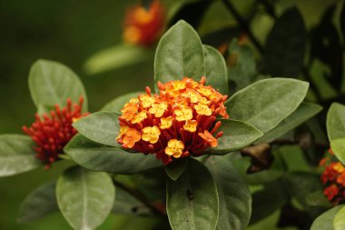 Bahçedeki güzel çiçekler - Ixoroideae