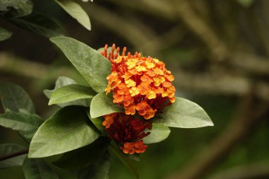 Bahçedeki güzel çiçekler - Ixoroideae