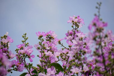 Mor Lagerstroemia Specosa çiçeğinin bahçede açtığı yakın plan.