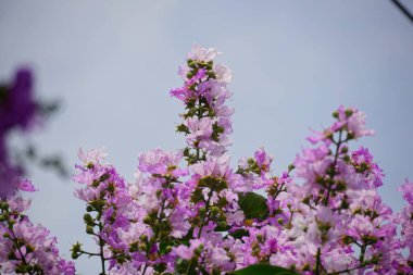 Mor Lagerstroemia Specosa çiçeğinin bahçede açtığı yakın plan.