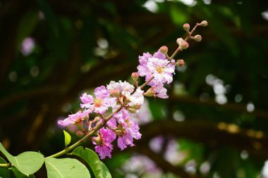 Mor Lagerstroemia Specosa çiçeğinin bahçede açtığı yakın plan.