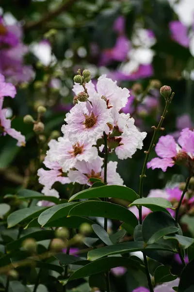 Mor Lagerstroemia Specosa çiçeğinin bahçede açtığı yakın plan.