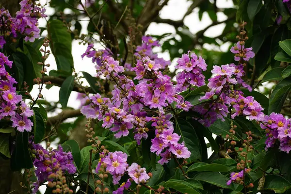 Mor Lagerstroemia Specosa çiçeğinin bahçede açtığı yakın plan.