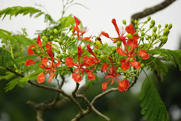 Delonix Regia Bahçede kırmızı çiçekler