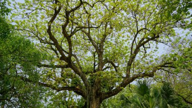 Ormandaki yeşil ağaç