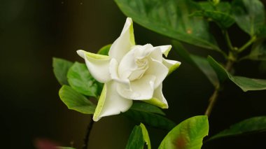 Beyaz Jasminum çiçekleri bahçede güzel çiçek açar.