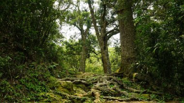 Costa Rica ormanında bir orman.